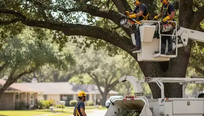 Arbor Tree Care pruning a tree in Salt Lake City, UT for safer, healthier growth