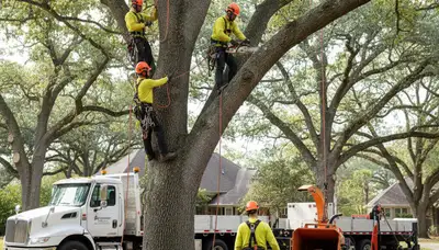 Salt Lake City tree removal crew safely removing a tree for Arbor Tree Care