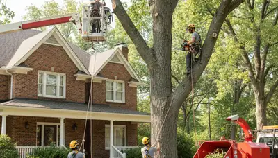 Tree service crew in Salt Lake City, UT performing safe tree removal for a local property