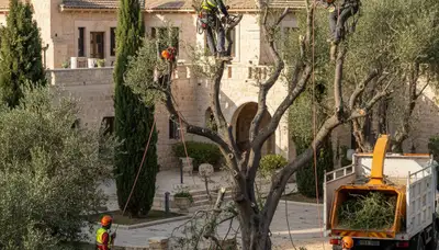 Tree service crew providing arbor removal in Salt Lake City, UT