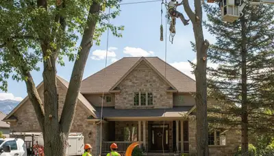 Tree service crew in Salt Lake City, UT performing professional arbor care and tree removal