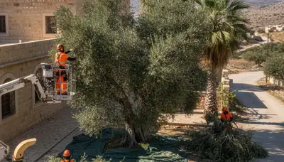 Tree service crew in Salt Lake City, UT providing professional arbor and tree removal services