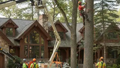 Tree service crew in Salt Lake City, UT providing safe tree removal and arbor care