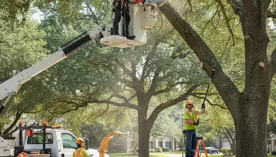 Tree trimming crew in Salt Lake City, UT providing professional tree care for safer, healthier trees
