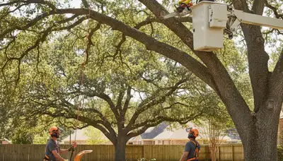 Arbor Tree Care trims a tree in Salt Lake City, UT for safer, healthier residential tree care
